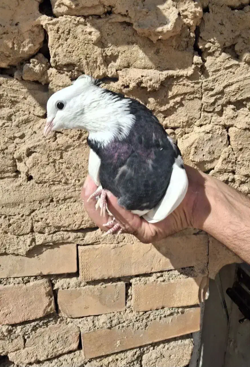 طوقی سیاه نر|پرنده|سلامی, |دیوار