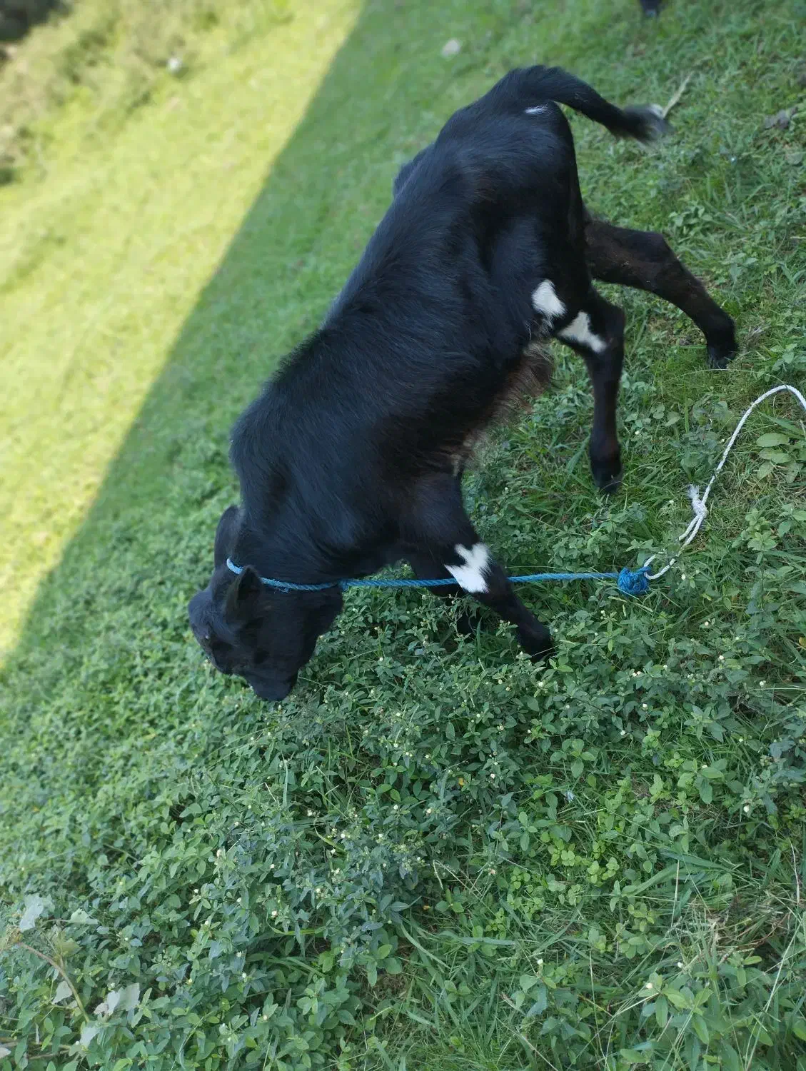 دو عدد ورزا کوله یا گاو نر|حیوانات مزرعه|صومعه‌سرا, |دیوار