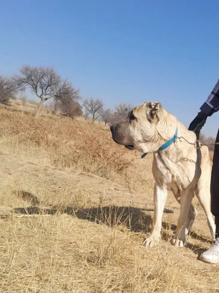 سگ سرابی|سگ|ایجرود, |دیوار