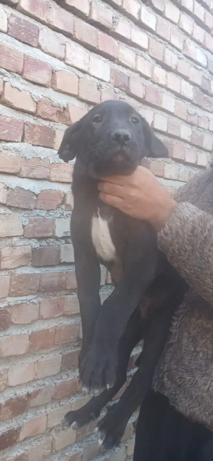 توله پژدر|سگ|کنگاور, |دیوار