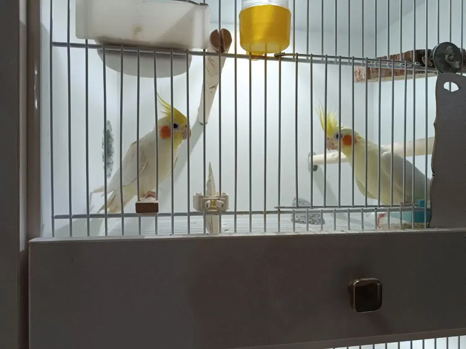 جوجه لوتینو سرحال نیمه رام و یک جفت بالغ لوتینو|پرنده|فومن, |دیوار