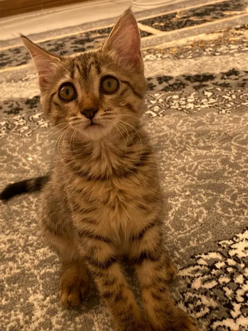 گربه دستی|گربه|شاهین‌شهر, گرگاب|دیوار