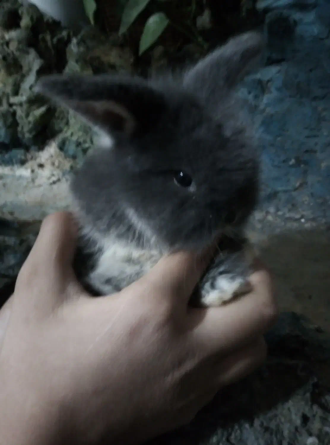 یک بچه خرگوش لوپ اصل|موش و خرگوش|فردوس (خراسان), |دیوار