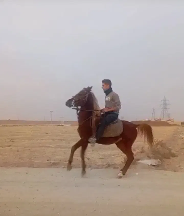 اسبسواری|اسب و تجهیزات اسبسواری|نائین, |دیوار