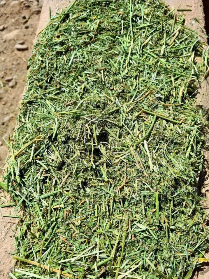 یونجه همدان|حیوانات مزرعه|وحیدیه, |دیوار