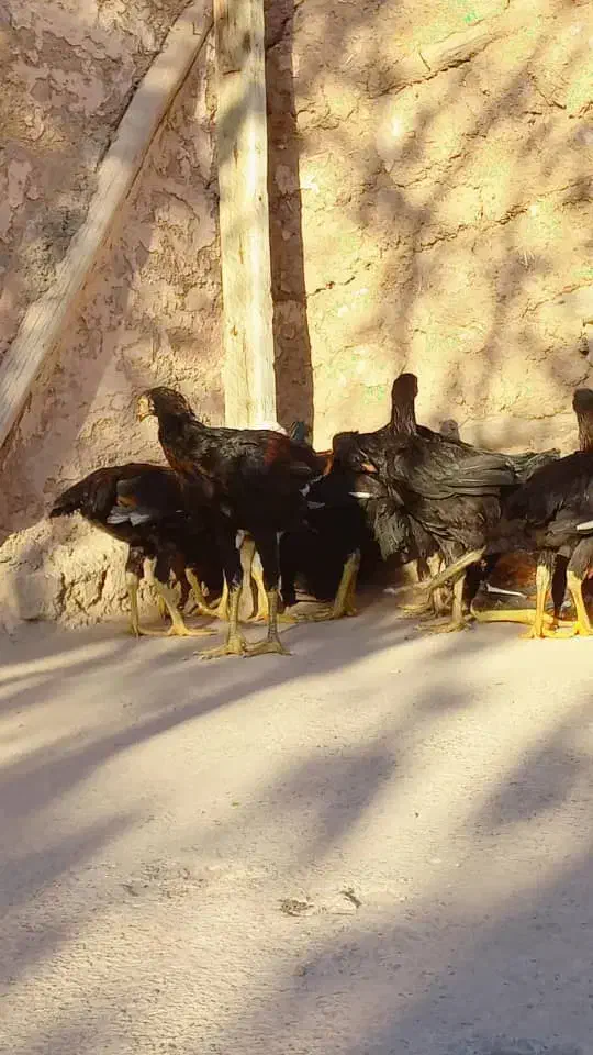 مرغ وخروس|حیوانات مزرعه|لوشان, |دیوار