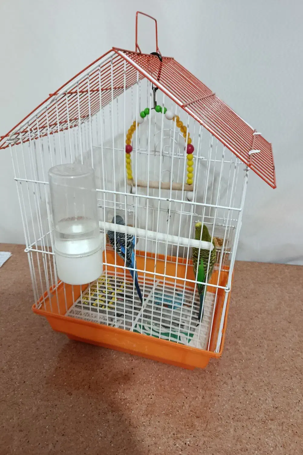 مرغ عشق|پرنده|خوشاب, |دیوار