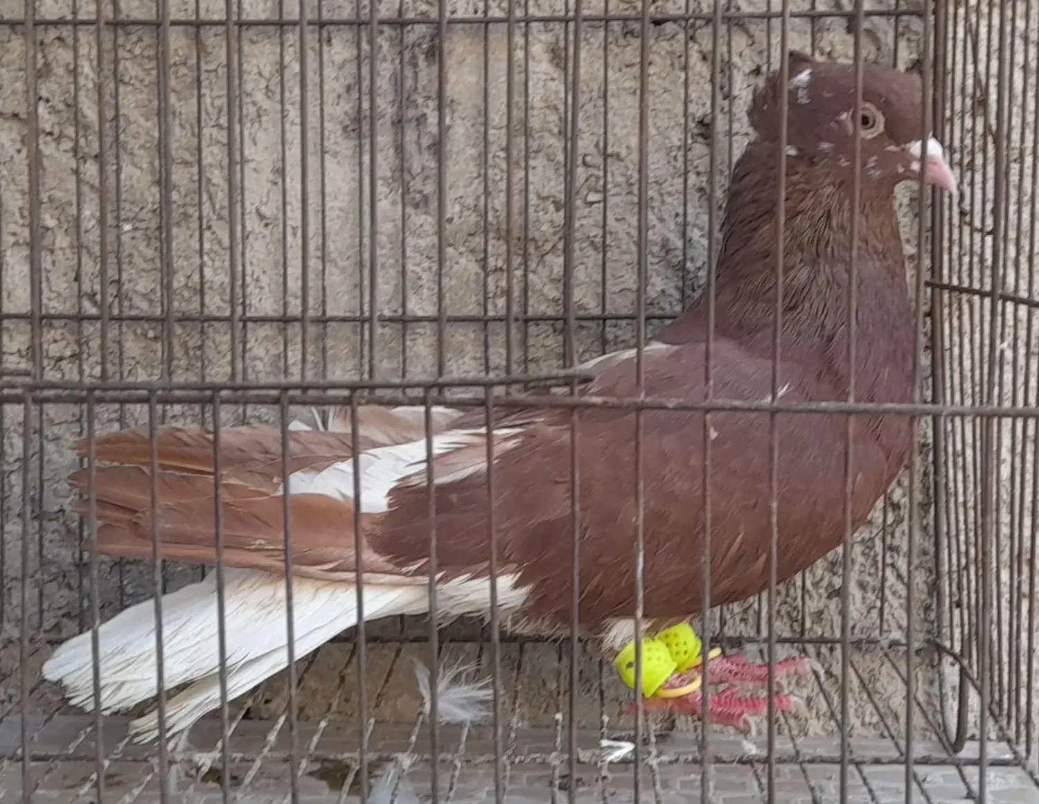 خروس|حیوانات مزرعه|قزوین, |دیوار