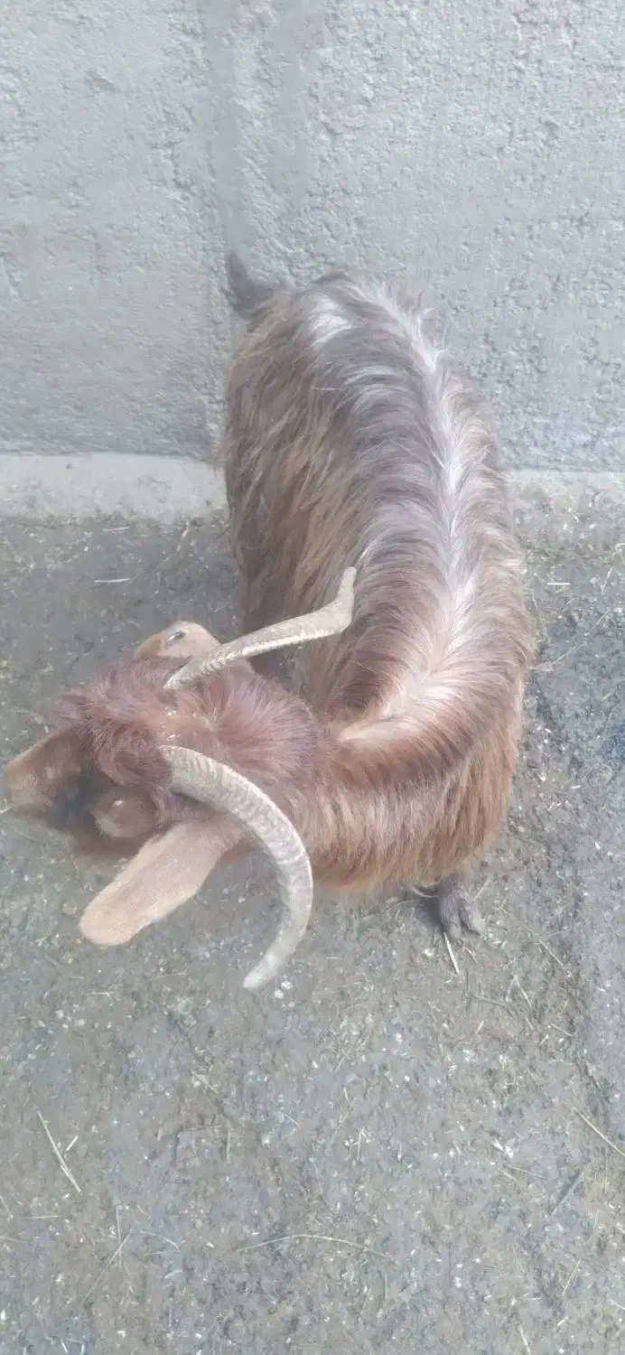 یک عدد بز|حیوانات مزرعه|باسمنج, |دیوار