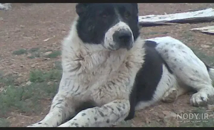 سگ قدریجونی..|سگ|جیرفت, |دیوار