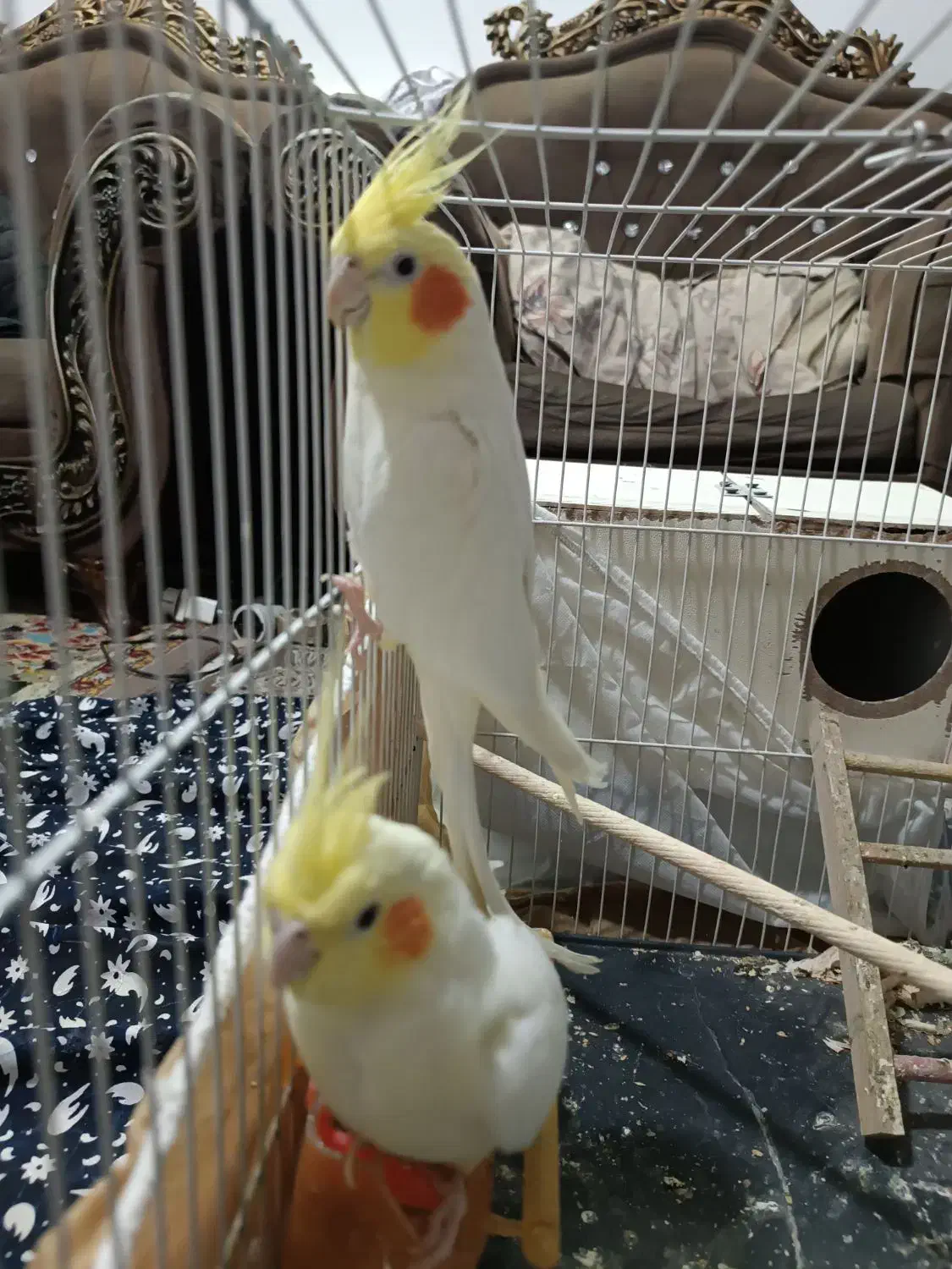 جفت عروس هلندی لتینو مولد باقفس لوازم 1500|پرنده|مشهد, شهید بصیر|دیوار