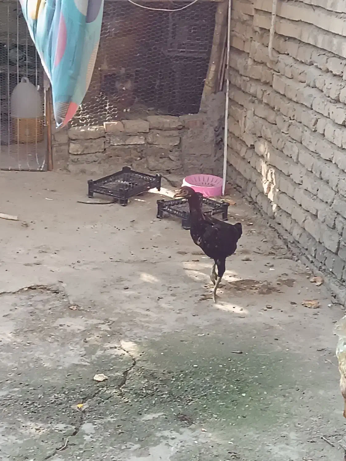 مرغ خروس لاری|حیوانات مزرعه|نگین شهر, |دیوار