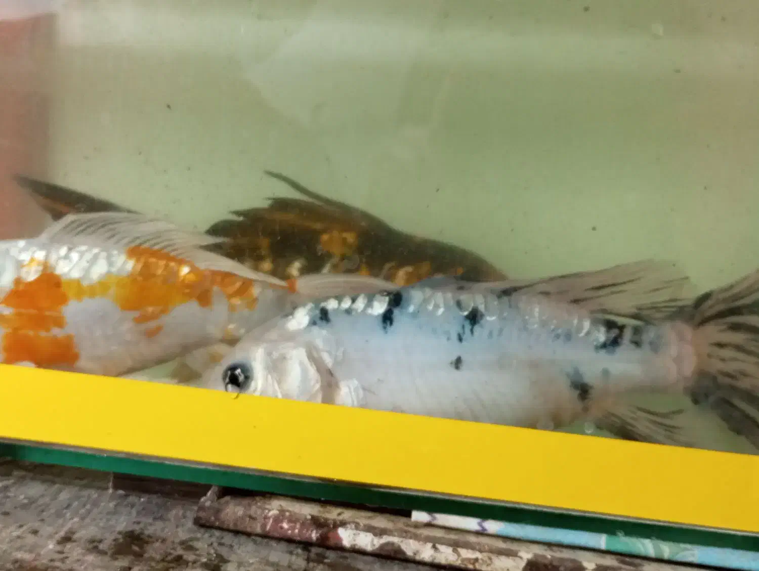 ماهی کوی مولد|ماهی|تربت جام, یحیی آباد|دیوار