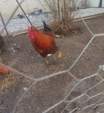 خروس محلی|حیوانات مزرعه|قزوین, |دیوار