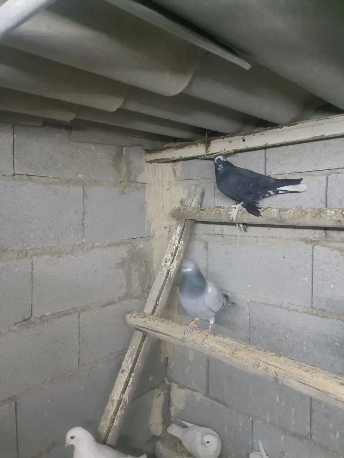 کبوتر|پرنده|تبریز, |دیوار