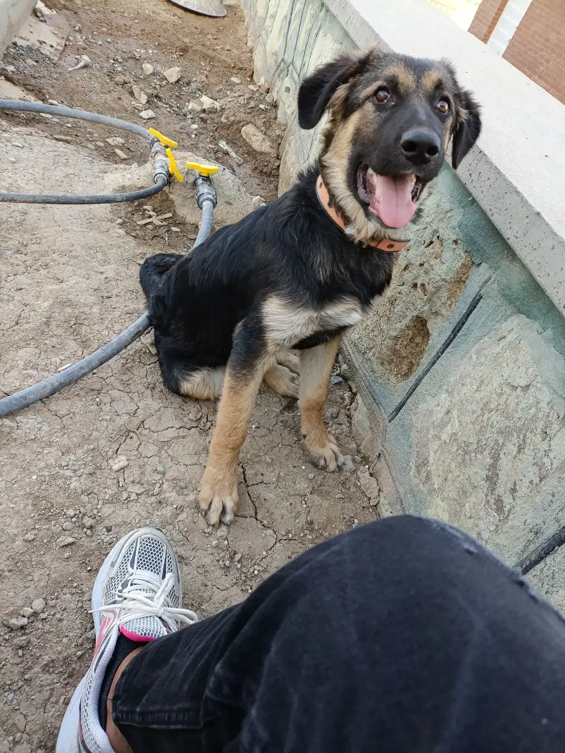 توله ژرمن 6 ماهه|سگ|محمدشهر, همایون ویلا|دیوار