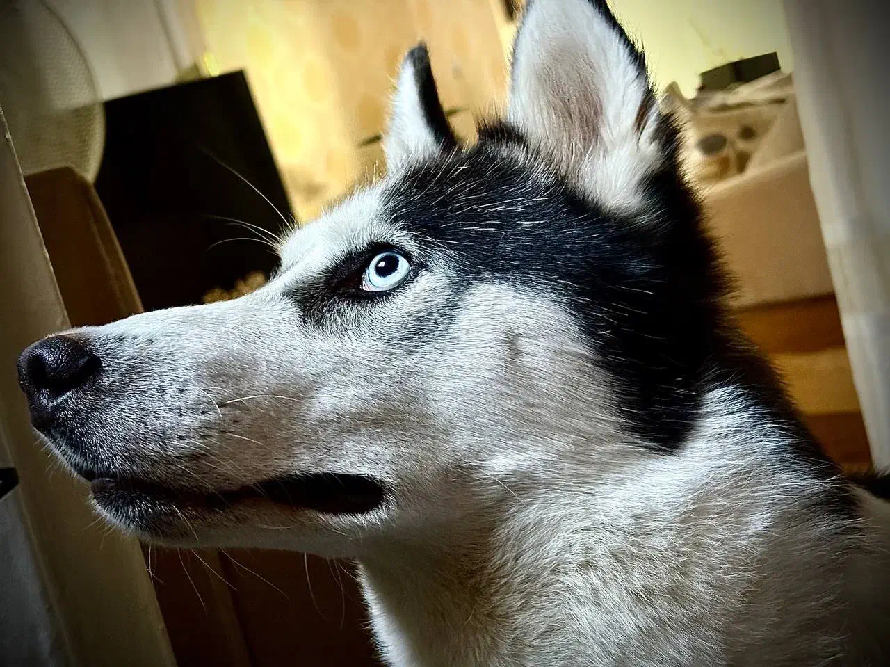 هاسکی گمشده|حیوانات|تهران, اسفندیاری|دیوار