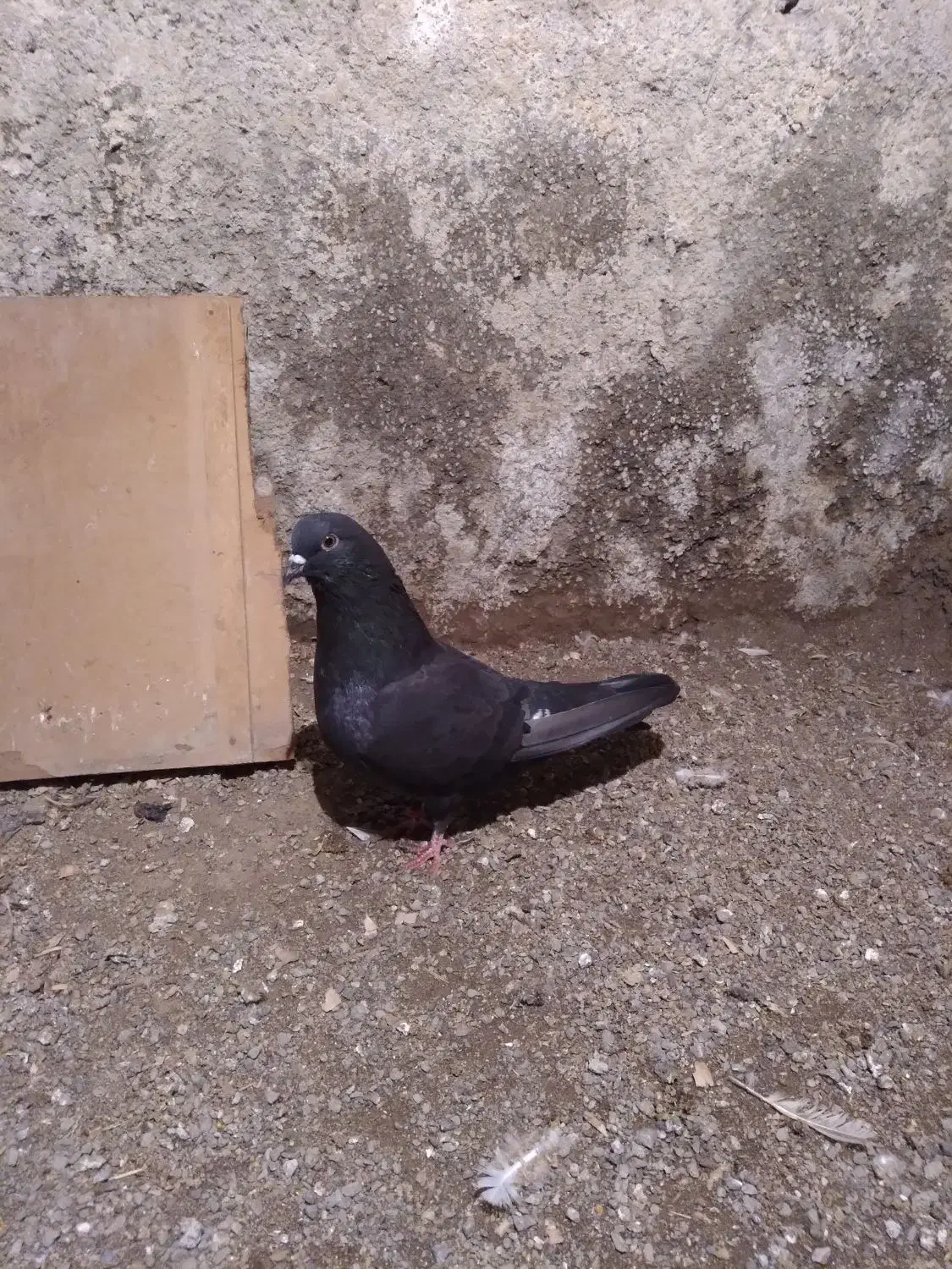 طوقی|پرنده|نمین, |دیوار