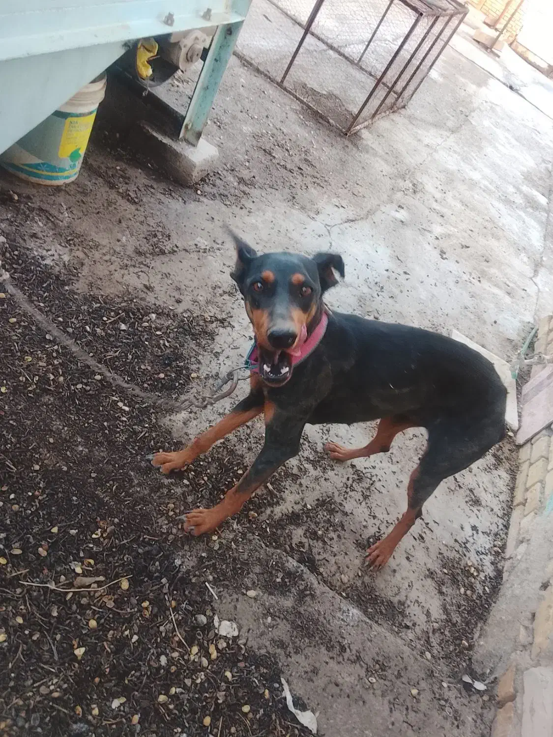 سگ دوبرمن|سگ|کشکوئیه, |دیوار