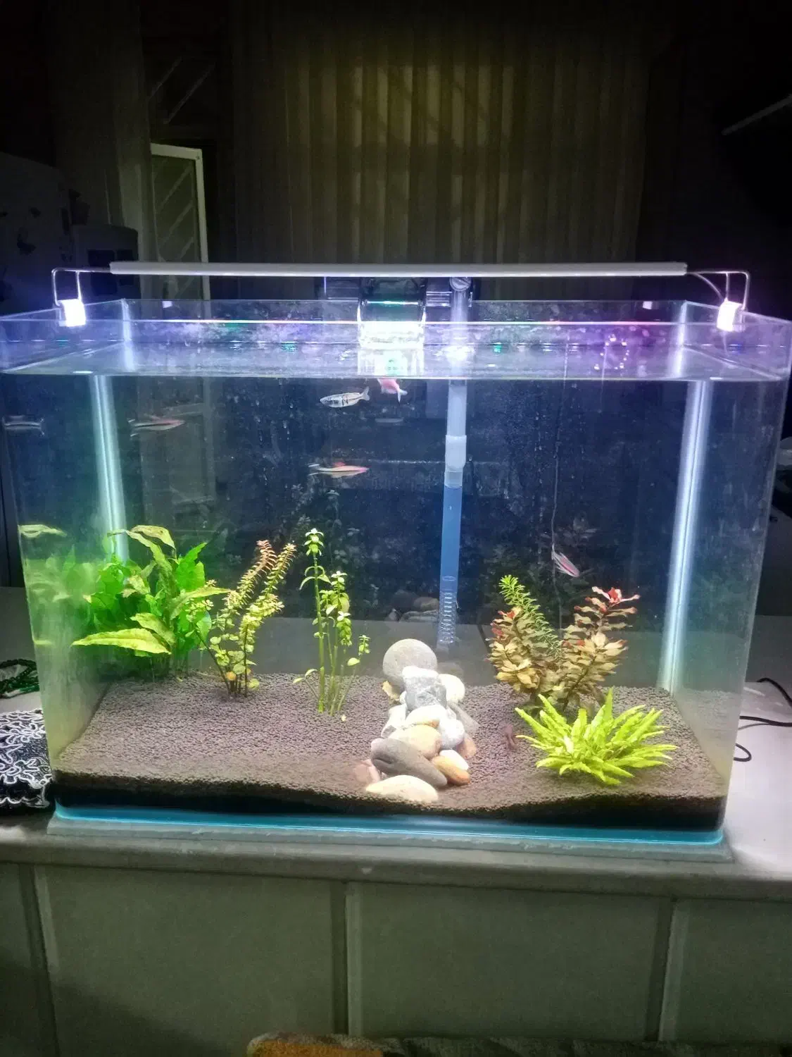 آکواریوم|ماهی|قم, کلهری|دیوار