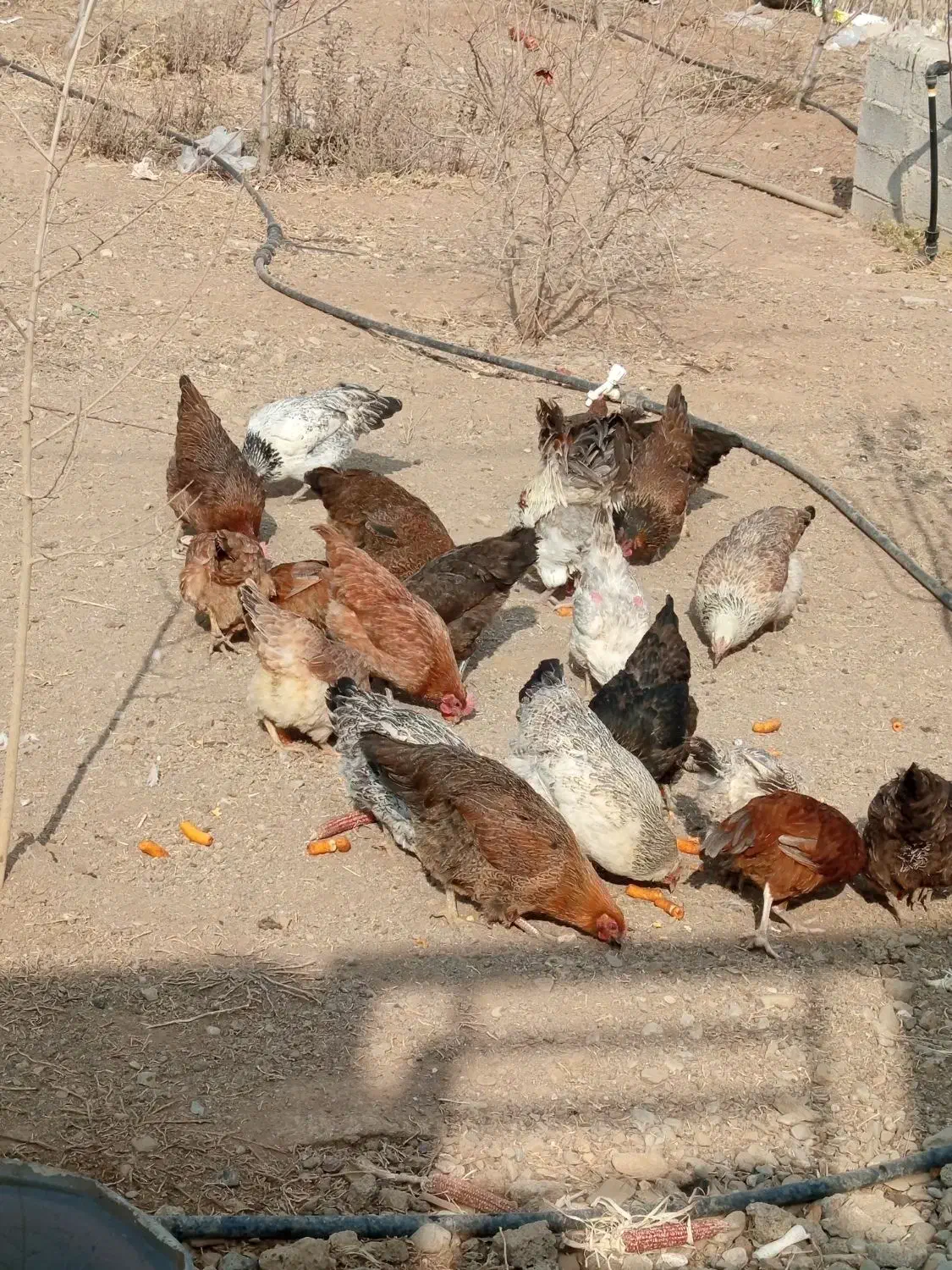 مرغ و خروس|حیوانات مزرعه|صحنه, |دیوار