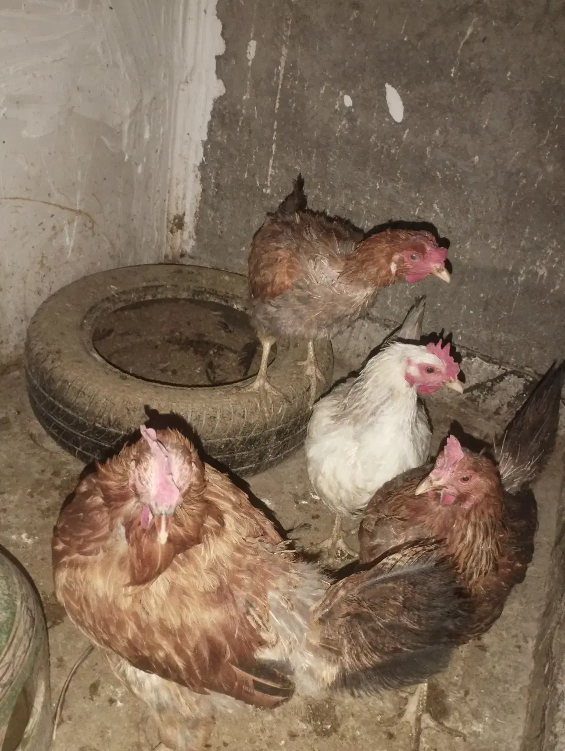 مرغ تخمگذار|حیوانات مزرعه|باقرشهر, |دیوار