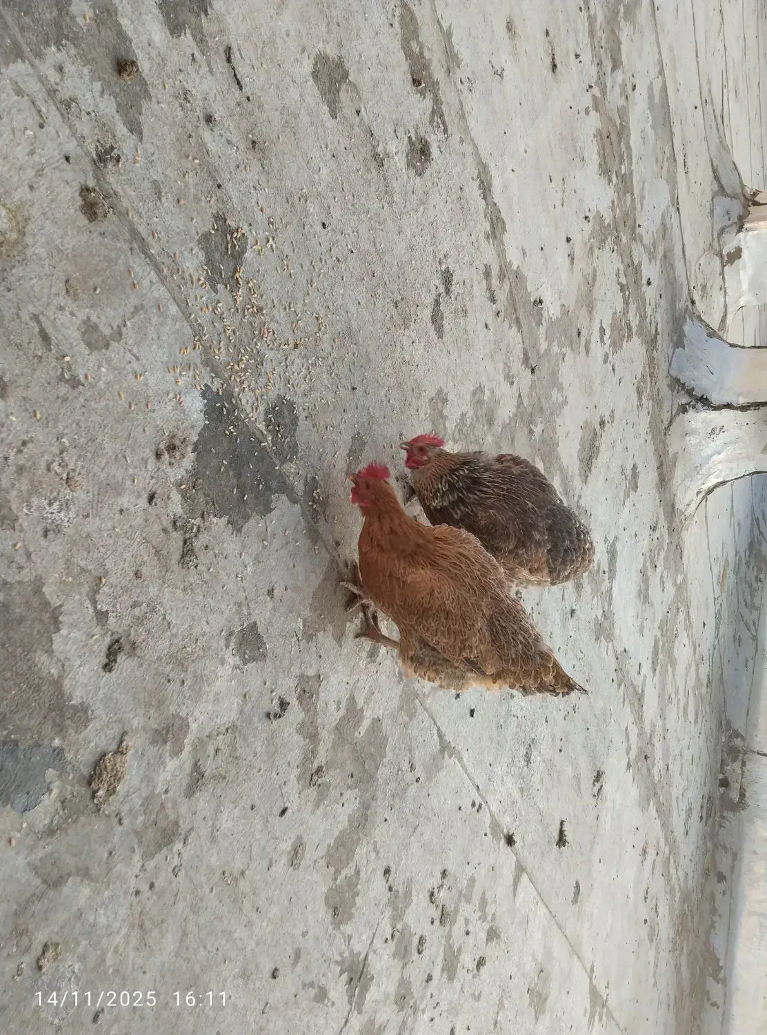 مرغ خانگی|حیوانات مزرعه|اسلامشهر, شهرک توحید|دیوار