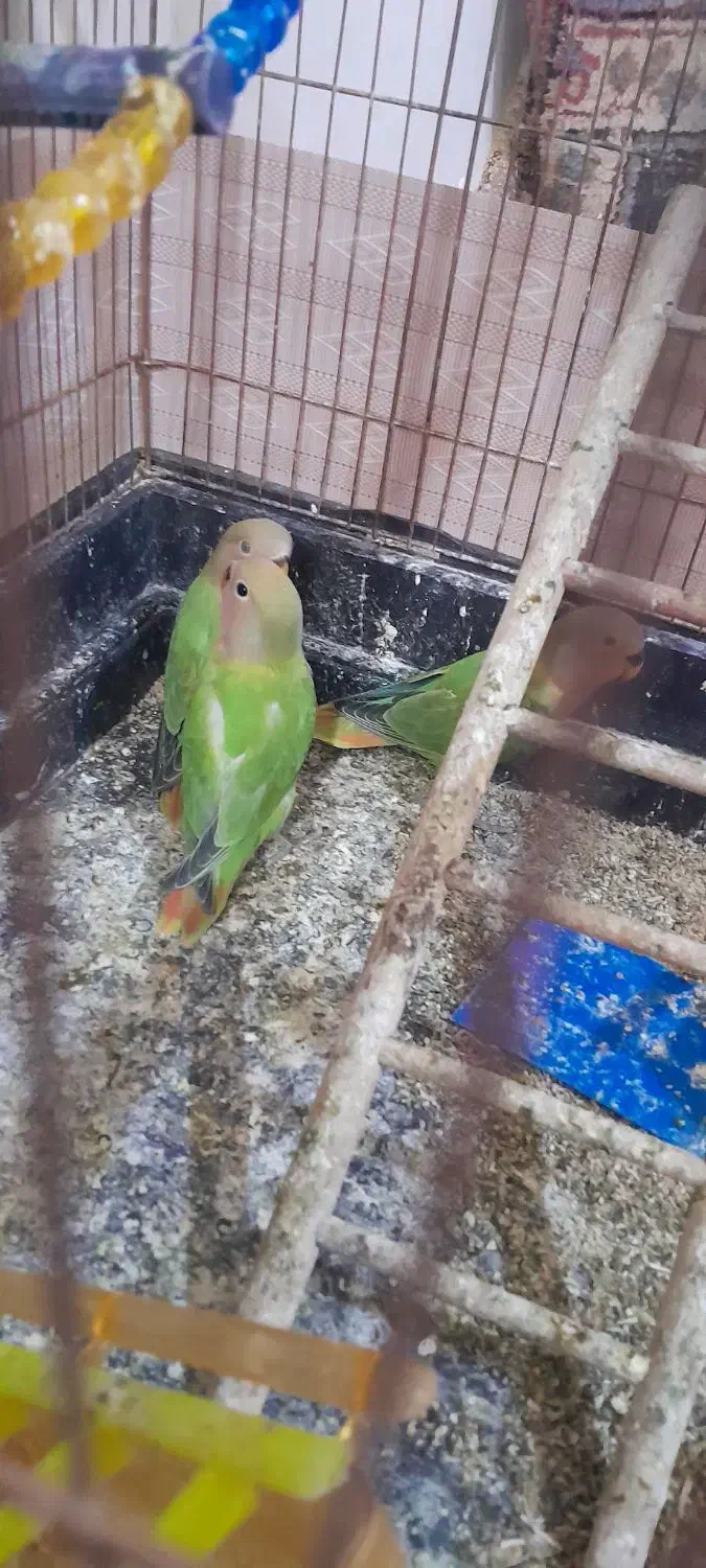 کوتوله دستی اوپال|پرنده|تایباد, |دیوار