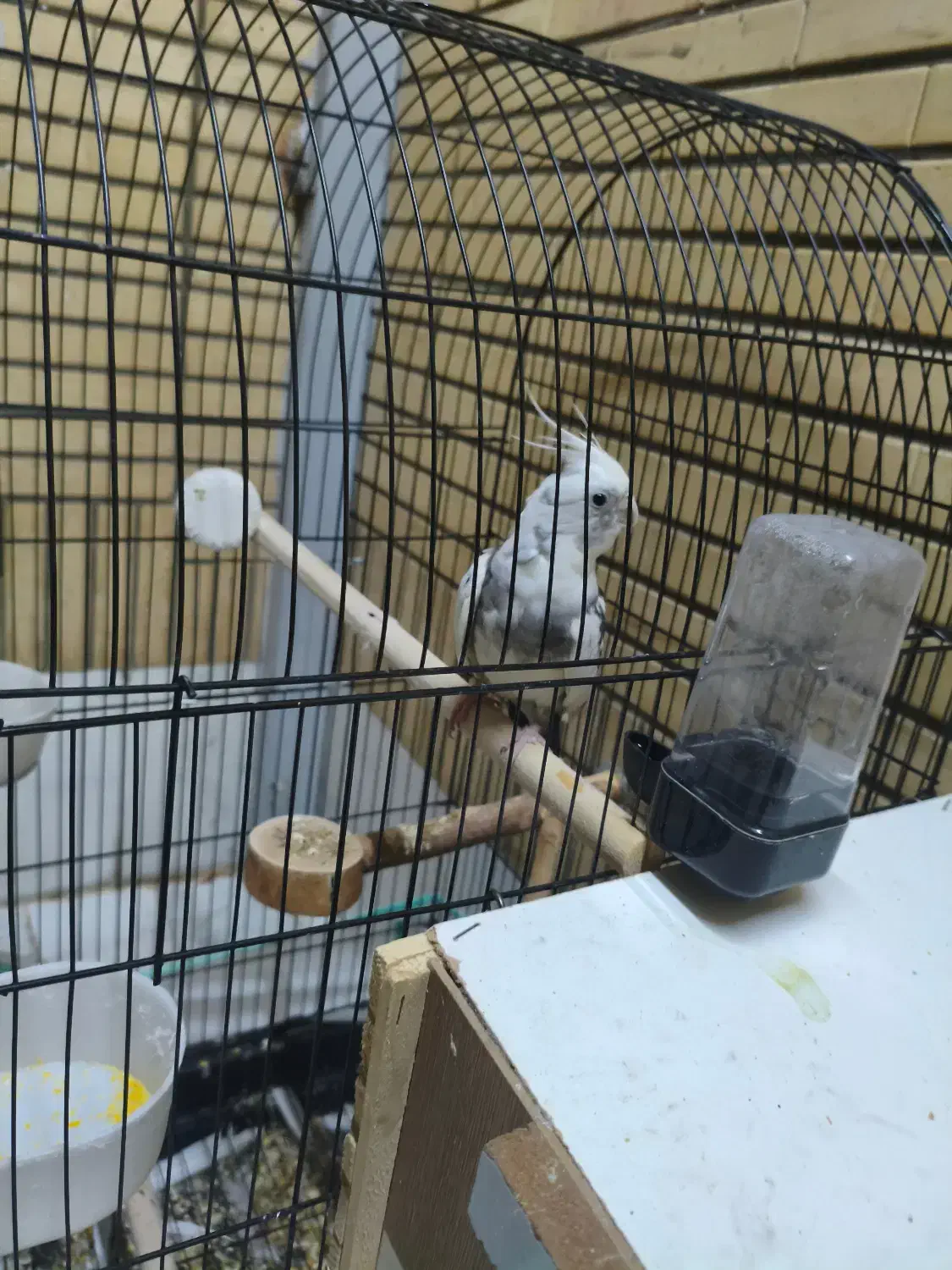 گمشده|حیوانات|شاهینشهر, حافظ شمالی|دیوار