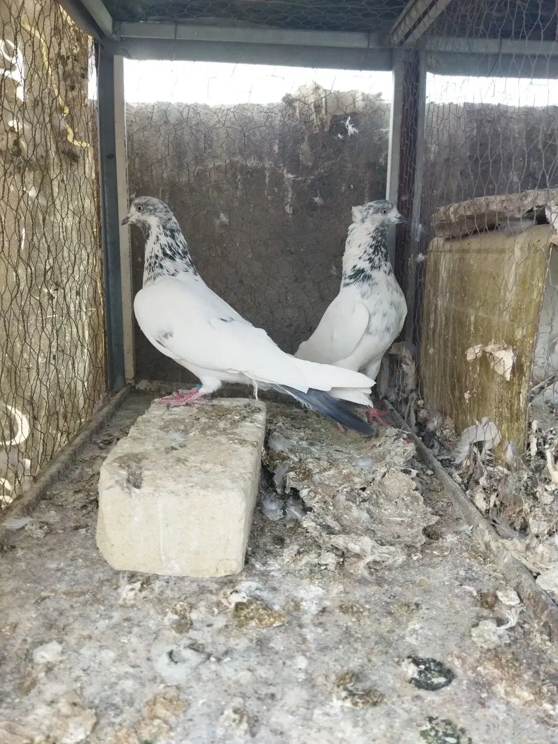 کبوتر پرشی|پرنده|یزد, |دیوار