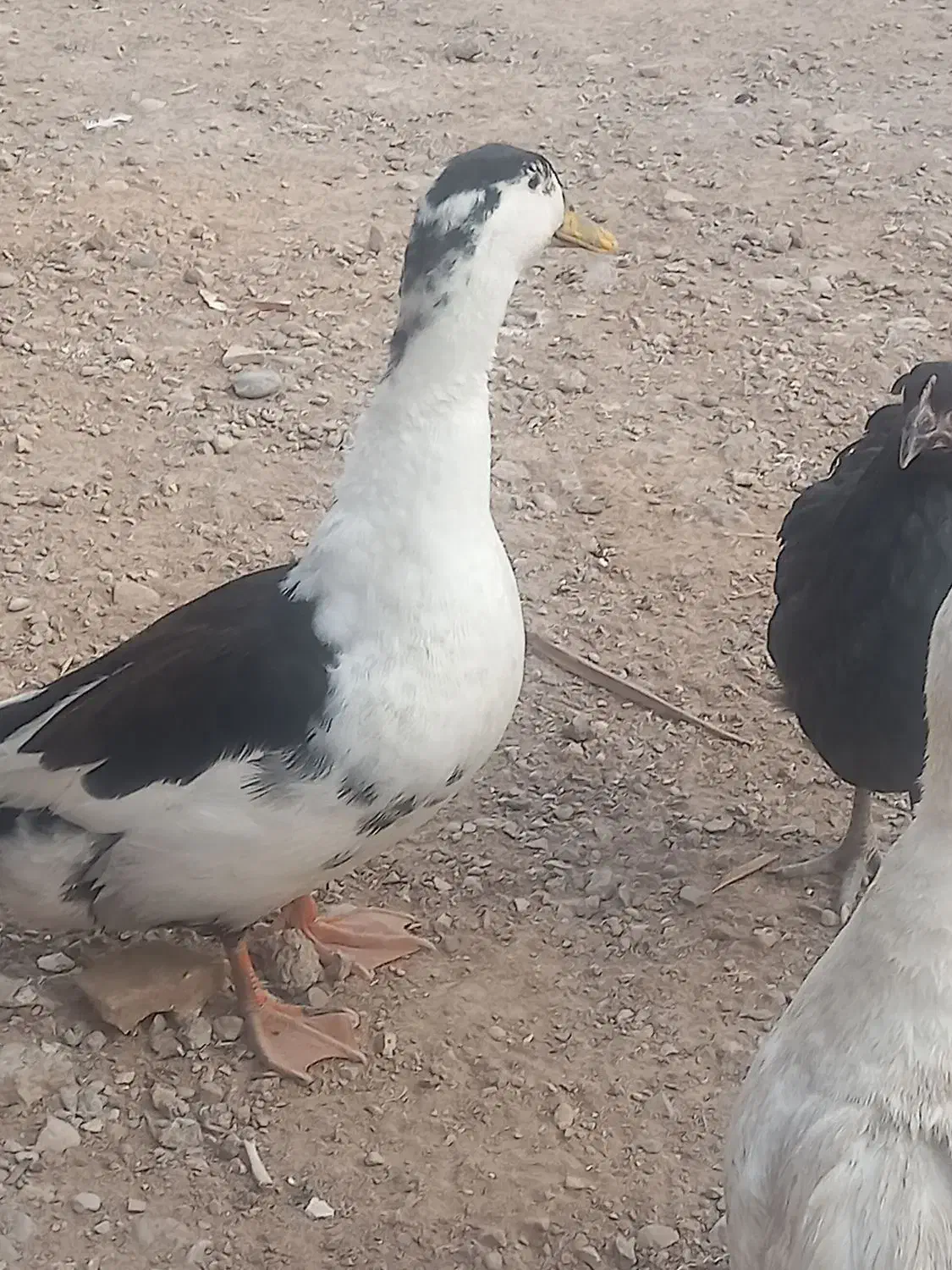 جفت اردک|حیوانات مزرعه|شوشتر, |دیوار