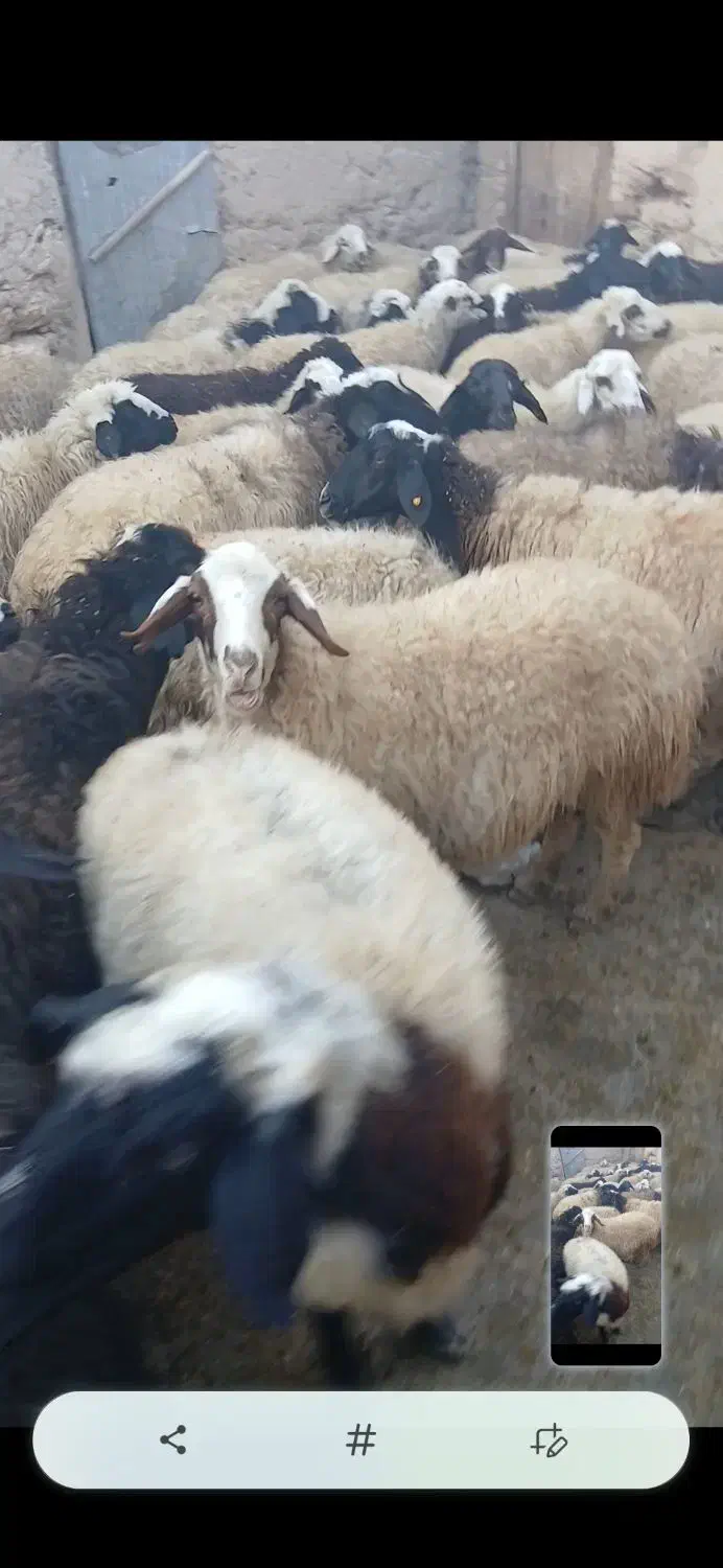 گوسفند|حیوانات مزرعه|سارال, |دیوار