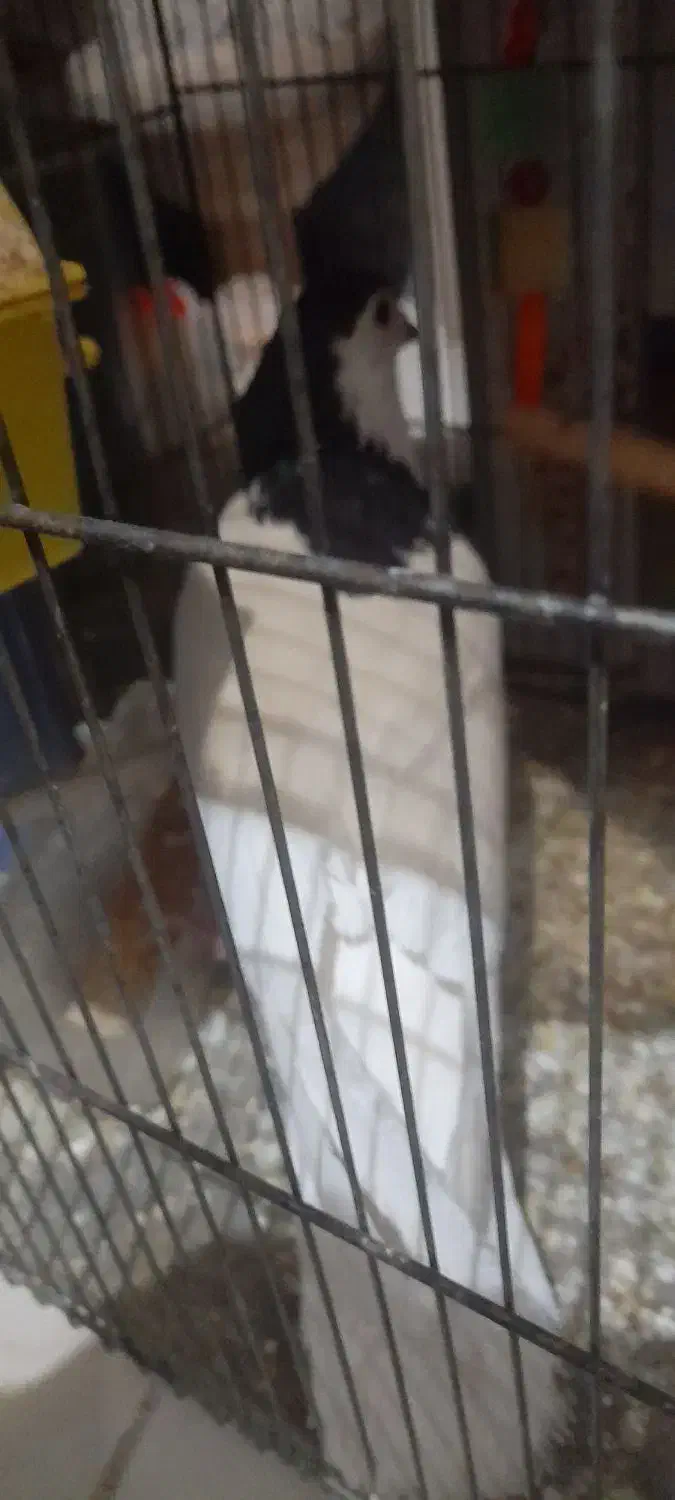 کفتر خال|پرنده|قائن, |دیوار