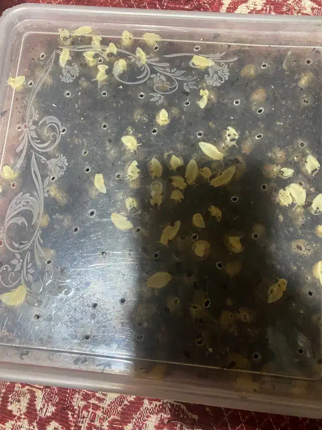 فروش حلزون|خزنده|ماهان, |دیوار