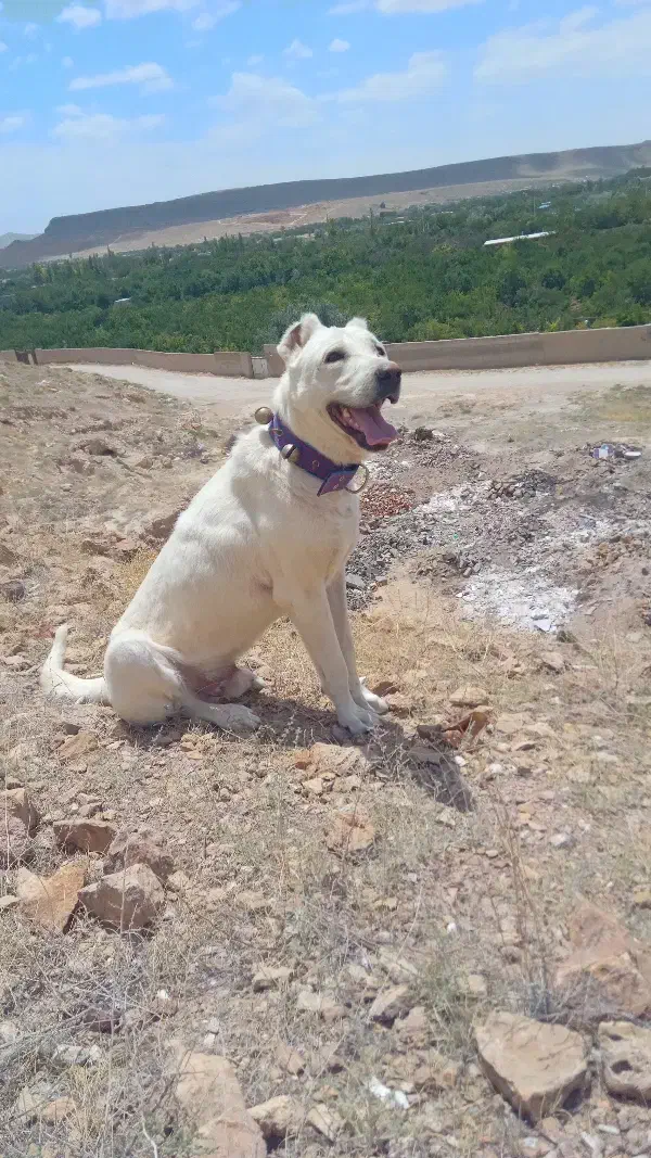 گمشده|حیوانات|گوگان, |دیوار