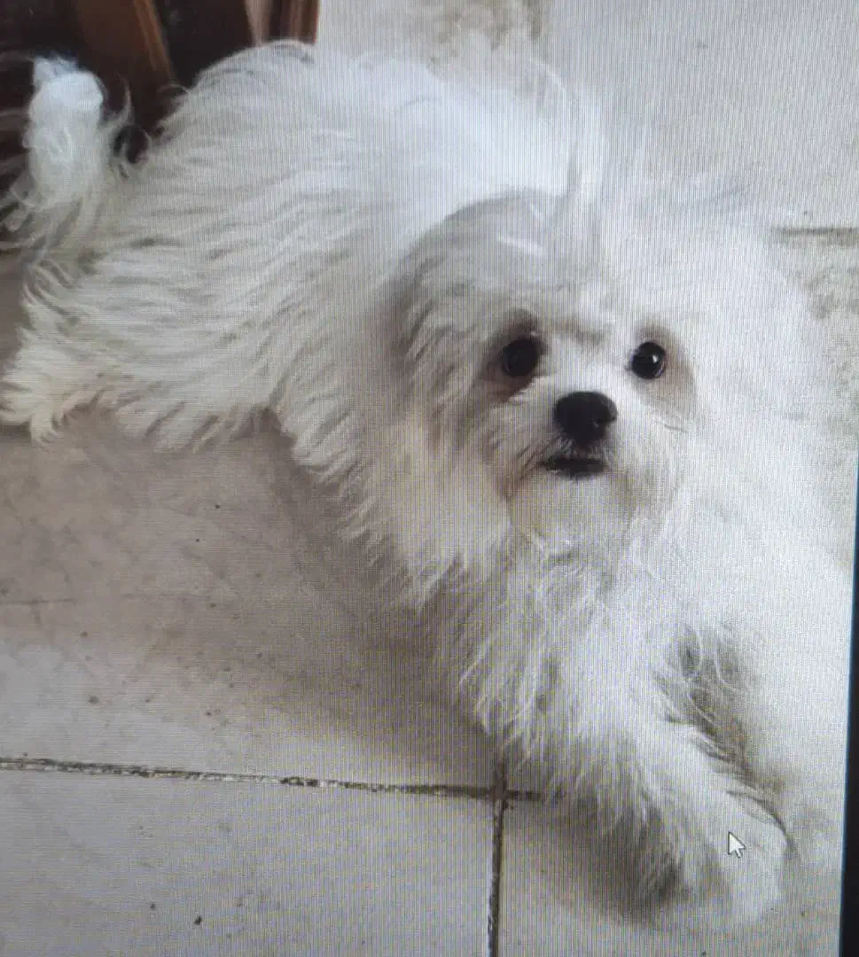 واگذاری سگ میکس پودل مالتیز|سگ|مبارکه, |دیوار