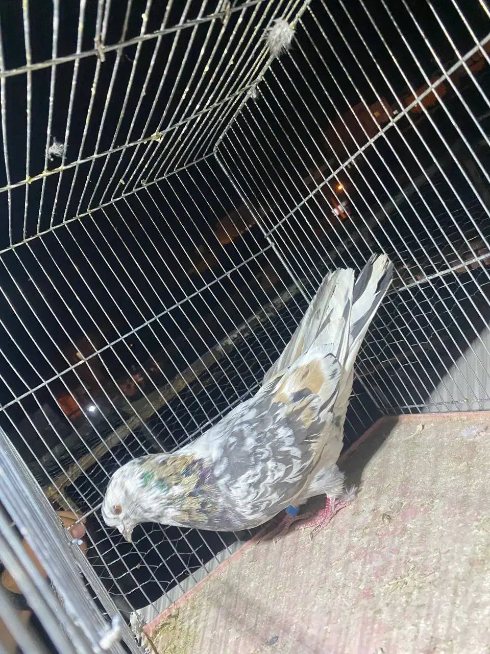 کبوتر|پرنده|قیدار, |دیوار