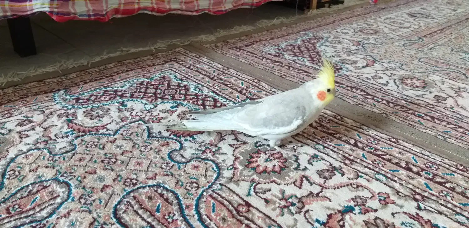 عروس سخنگو|پرنده|کنگاور, |دیوار