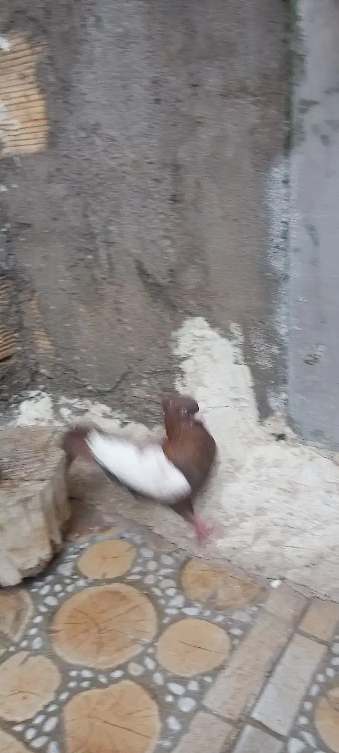 یک بالی سرخ|پرنده|دزفول, |دیوار