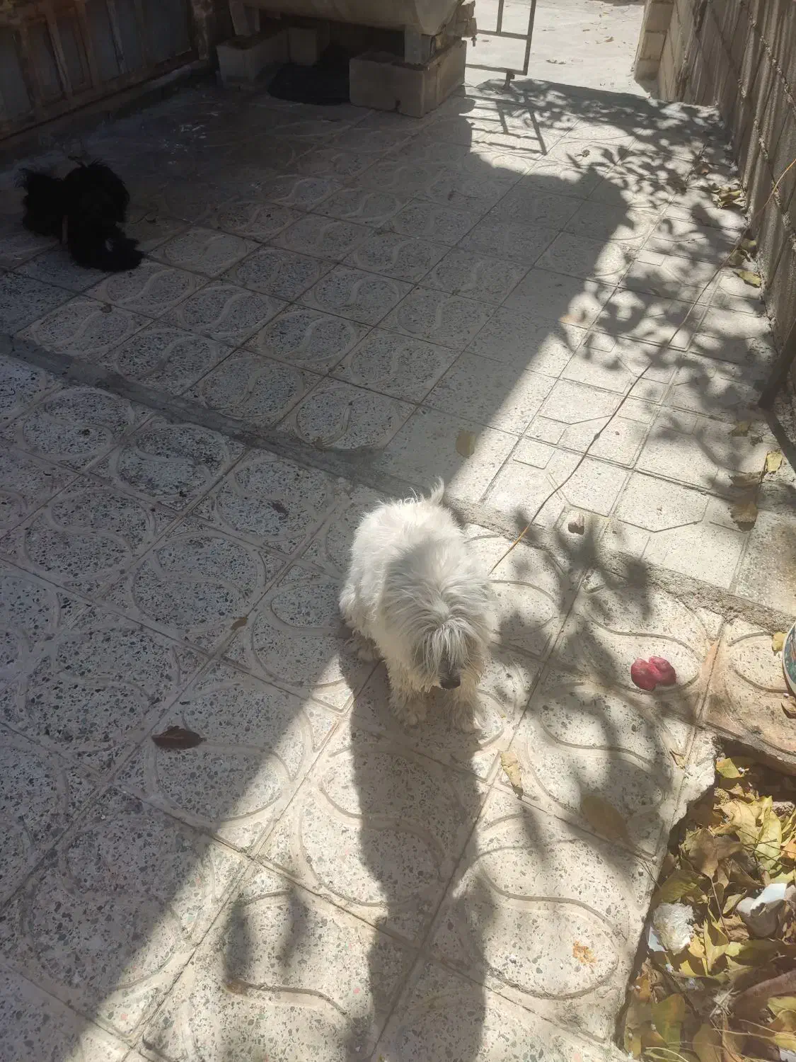 سگ پاکوتاه سفید|سگ|یاسوج, |دیوار