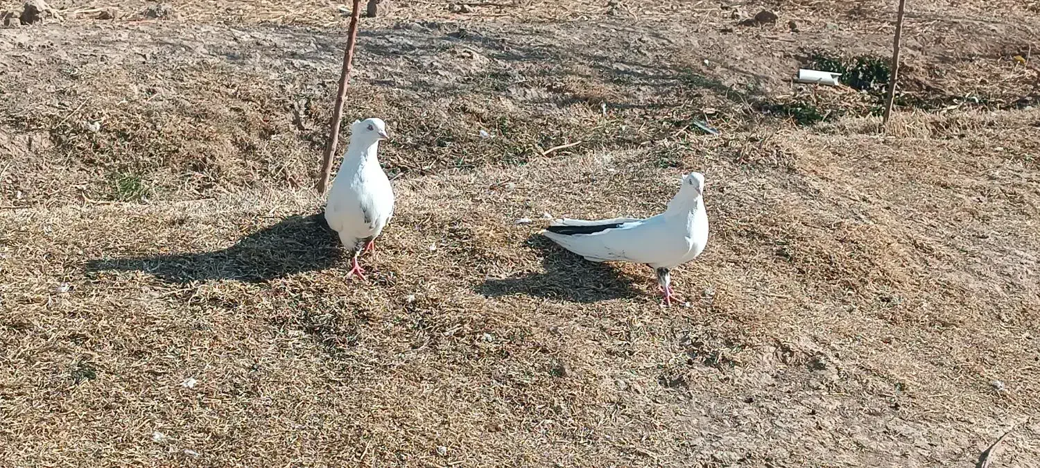 کبوتر دمبی|پرنده|مرند, |دیوار