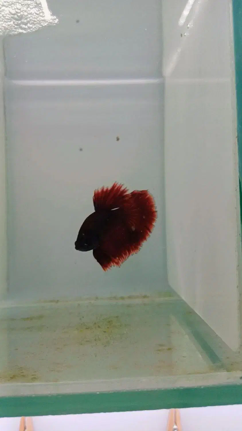 فایتر هافمون|ماهی|هشتگرد, شهرک اقدسیه|دیوار