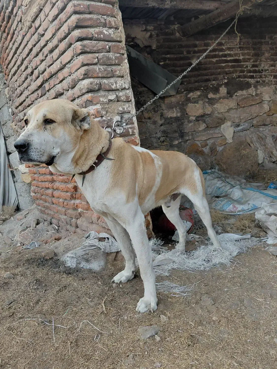 واکذاری سگ گله|سگ|آذرشهر, |دیوار