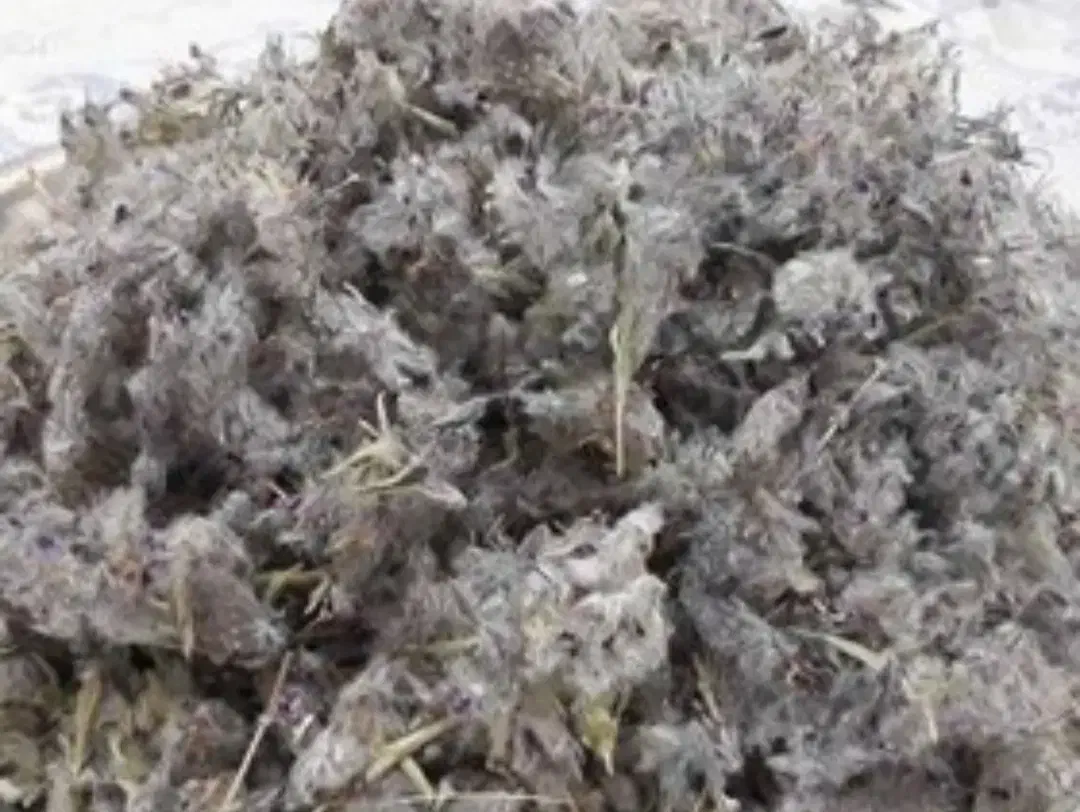 چای کوهی|حراج|قوچان, |دیوار