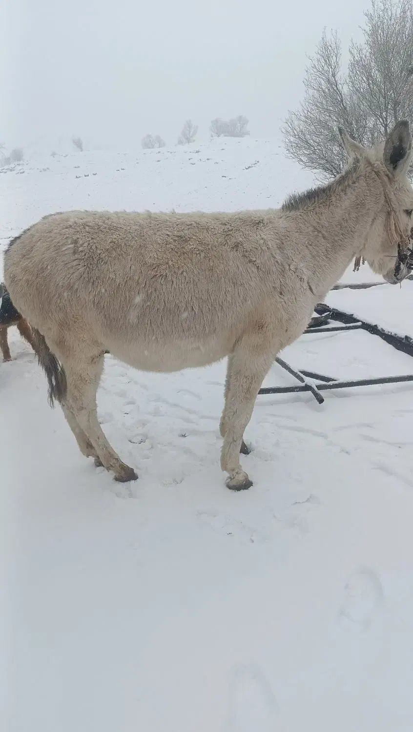 الاغ|حیوانات مزرعه|فیروزآباد (لرستان), |دیوار