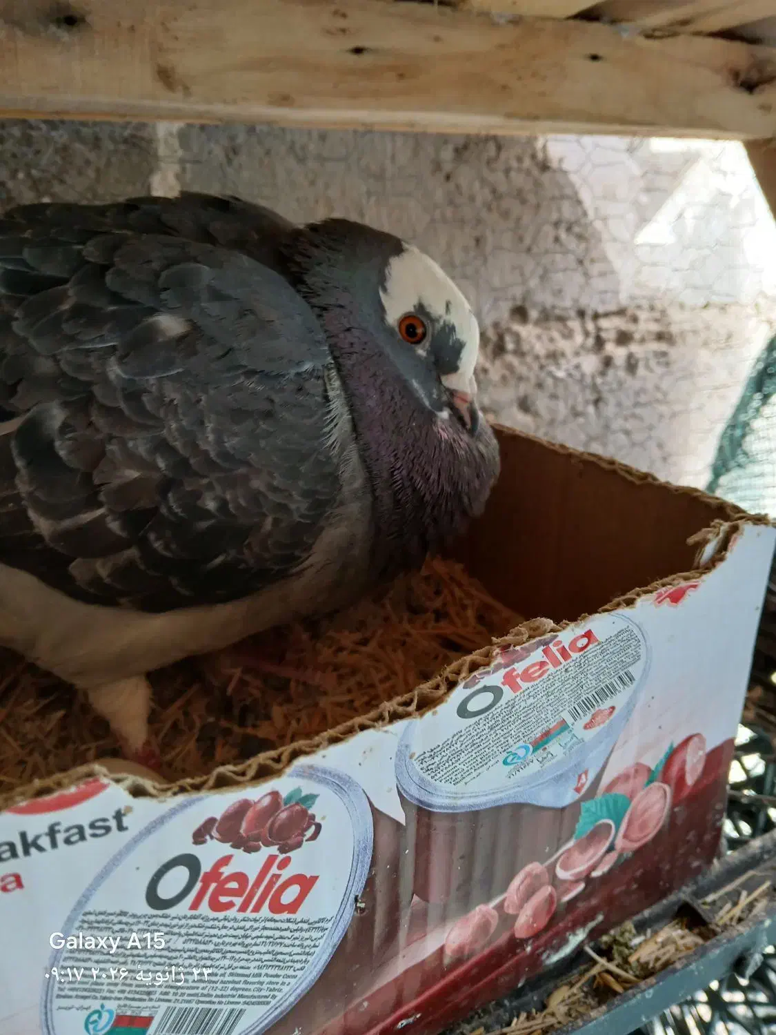 کفتر فروشی|پرنده|تخت, |دیوار