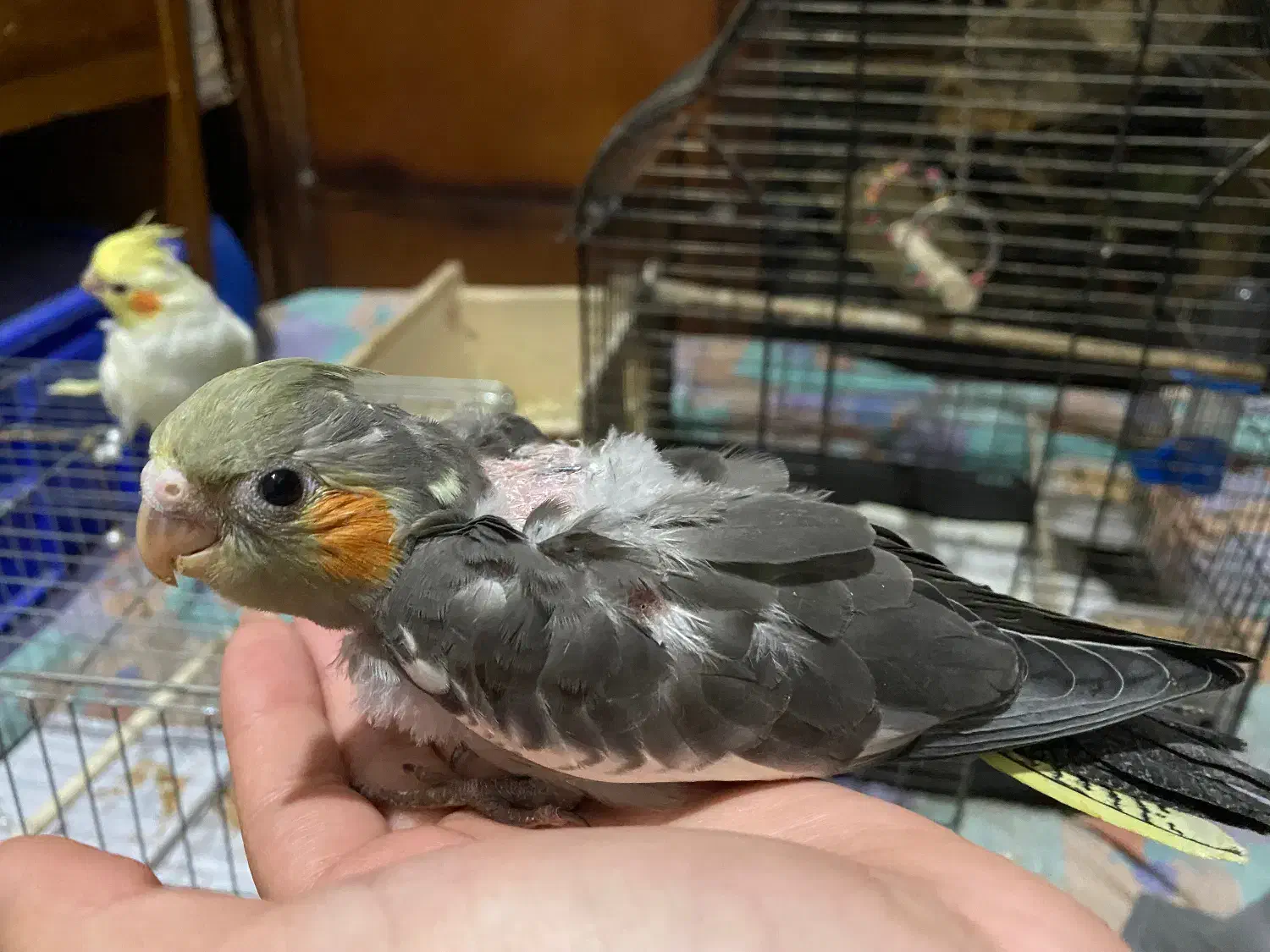 عروس هلندی|پرنده|رشت, کوی جام جم|دیوار