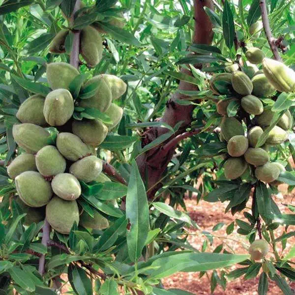 فروش نهال بادام فرانیس پوست کاغذی|خدمات باغبانی و درختکاری|میاندوآب, |دیوار