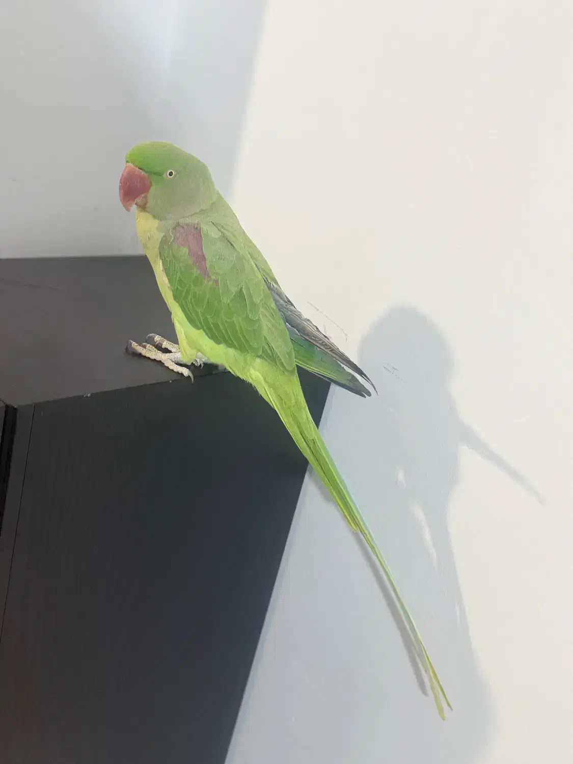 شاه طوطی اسکندر دستی|پرنده|بومهن, |دیوار