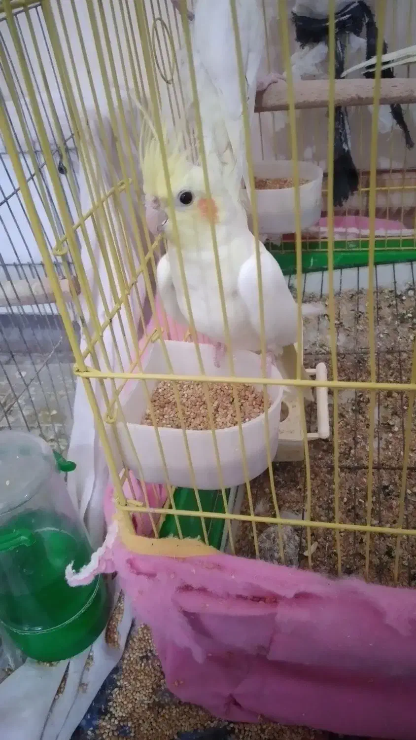 عروس هلندی|پرنده|هامون, |دیوار